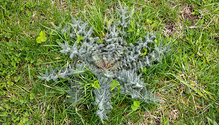 2Weeds_ph