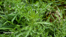 2Weeds_ph