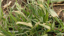 2WinterAnnuals_ph