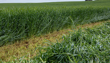2WinterCereals_ph