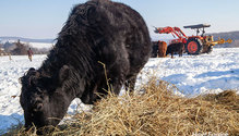 2WinterFeeding_ph