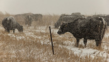 2WinterGraze_ph