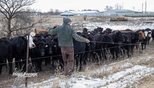 2WinterGraze_ph