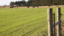 2WinterPasture_ph