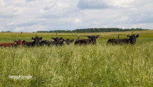 2_Heifers_ph