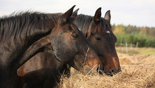 2_HorseHay_ph