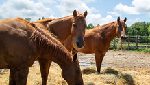 2_HorseHay_ph