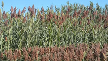2_Sorghum_ph