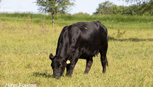2_SpringGrazing_ph