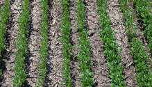 2alfalfa_ph