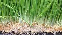 2barley_ph