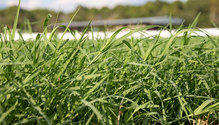 2bermudagrass_ph