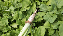2brassica_ph