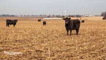 2cornstalks_ph