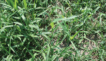 2crabgrass_ph