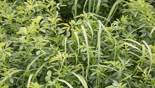 2grass_ph