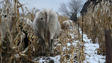 2grazing_corn_ph