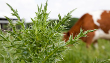 2thistle_ph