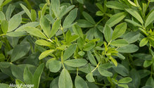 3-AlfalfaConsumer_ph
