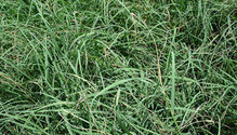 3-BSM_600ph