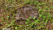 3-DungBeetles_ph