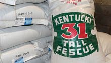 30-Certified-KY-31-Seed-D81_9586-web