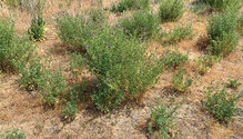 32-Feral-Alfalfa-Theme