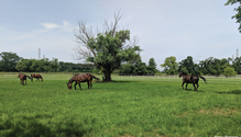 32-new-grazing-1A-6-18a-web