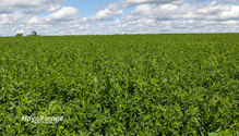 3AlfYield_ph