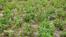 3Alfalfa_ph