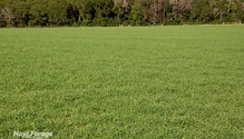3AnnualRyegrass_ph