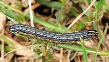 3Armyworm_ph