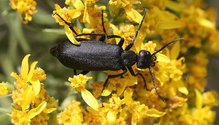 3Beetle_ph