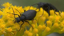 3BlisterBeetle_ph