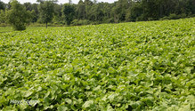 3Brassicas_ph