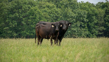 3Breeding_ph