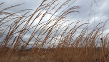 3Broomsedge_ph