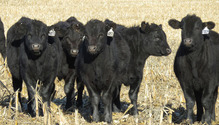 3Calves_ph