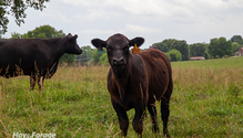 3Calves_ph