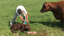 3Calving_ph