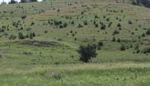 3Cedar_ph