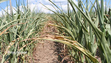 3CornDrought_ph