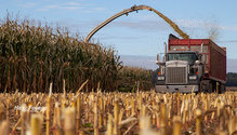 3CornSilage_ph