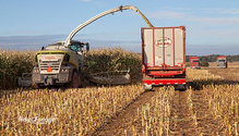 3CornSilage_ph
