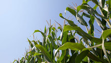3Corn_ph