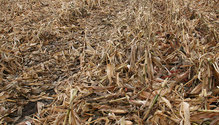 3Cornstalks_ph