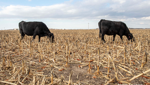 3Cornstalks_ph