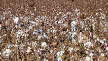 3Cotton_ph