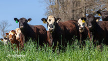 3CoverCrops_ph