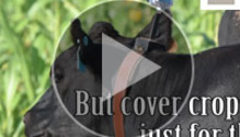 3CowsView
